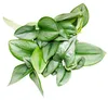 Mondschein-Efeutute - Scindapsus pictus 'Moonlight' - 12cm Produktbild-Vorschau 3