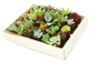Mini sukulenty 3,5cm květináč - dřevěná krabička s 30 Náhled obrázku produktu 1