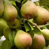 Pyrus communis 'Beurre Hardy', hruška, 5 litrový kvetináč Náhľad obrázku produktu 2