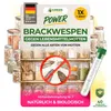 Brackwespen gegen Lebensmittelmotten - 1 Röhrchen - Produktbild-Vorschau 1