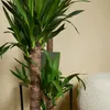 Bloomique - 2er Set - Yucca Elephantipes - Yucca Palme - Produktbild-Vorschau 4