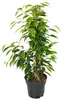 Ficus benjamini - sada 3 kusu - Anastasia - Twighlight - Náhled obrázku produktu 2