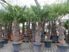 XXXXL 210 - 230 cm Trachycarpus fortunei Hanfpalme, Produktbild-Vorschau 5