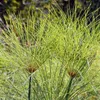 Papyrus (Cyperus papyrus) - 1 portie, samen Productafbeelding-voorbeeld 1