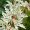 A close-up of variegated maple leaves with red stems. Produktbild-Vorschau