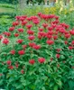Monarda fistulosa 'Gardenview Scarlet', Indianernessel, Produktbild-Vorschau 1