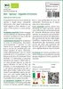 SAFLAX  -- Spinaci - Gigante d'inverno - 250 semi - Anteprima dell’immagine prodotto 3