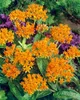 Asclepias tuberosa, Schmetterlingsblume, orange, ca. 9x9 cm Produktbild-Vorschau 3