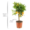 Meine Orangerie Clementinenbaum Mezzo - süße Clementine - Produktbild-Vorschau 2