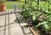 A solar-powered fan system is installed in a garden bed with tomato plants. Produktbild-Vorschau