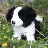 Peluche Border Collie 27 Cm Ecologico Anteprima dell’immagine prodotto 9