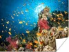 MuchoWow® Poster Koralle mit Fischen 160x120 cm - Foto Produktbild-Vorschau 1