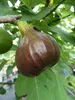 Feigenbaum ´BORNHOLM´S DIAMANT´ 30-40 cm, Cont. 2 l Produktbild-Vorschau 2