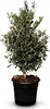 Sunny Tree - Olivenbaum - Olea Europea in Strauchform - Produktbild-Vorschau 2