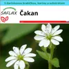 SAFLAX Darčeková sada - čakan - Stellaria media - 1000 Náhľad obrázku produktu 4