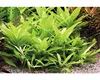 Riesenwasserfreund Hygrophila stricta - Hygrophila Produktbild-Vorschau 2