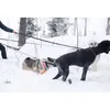 Non-stop dogwear Hundeleine Bungee Touring Leash schwarz, Produktbild-Vorschau 8