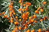 Set di 3 arbusti di olivello spinoso (Hippophae rhamnoides) Anteprima dell’immagine prodotto 2