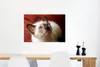 MuchoWow® Poster Junge Siamkatze schaut auf 60x40 cm - Produktbild-Vorschau 4