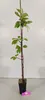 Lot de 4 arbres fruitiers - 1 pommier, 1 poirier, 1 Voir les images du produit 3
