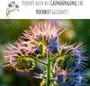 Phacelia Samen Bienenfreund (Phacelia tanacetifolia) als Produktbild-Vorschau 4
