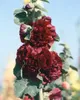 Alcea rosea 'Pleniflora Chaters', malwa, fioletowa, Podgląd zdjęcia produktu 3