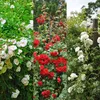 Róza pnaca - Rosa Tricolour - Kwiaty w kolorze rózowym, Podgląd zdjęcia produktu 4