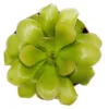 Plante carnivore - Pinguicula « Weser » - Pot de 9 cm Voir les images du produit 3