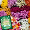 Hier wächste kein Unkraut Metallschild XXL mit Blumen Motiv Produktbild-Vorschau 5