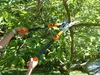 Hands using pruning shears to cut a tree branch. Produktbild-Vorschau