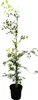 Fagus sylvatica, Rotbuche, 125–150 cm Produktbild-Vorschau 1