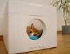 A ginger cat peeking out of a white styrofoam cat house with a blue cushion inside. A potted plant is visible in the background. Anteprima dell’immagine prodotto