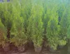 1 Stück, 50-60cm, Topf 2L, Lebensbaum Thuja occidentalis Produktbild-Vorschau 3