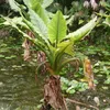 Wasserbanane (Typhonodorum lindleyanum) - 1 gekeimter Samen Produktbild-Vorschau 1