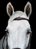 Uzdečka Horseware Micklem II Multi, velikost:Thoroughbred, Náhled obrázku produktu 7