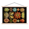 MuchoWow® Textilposter Vintage - Ernst Haeckel - Meerestier Produktbild-Vorschau 1