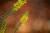 Mahonia media 'Winter Sun', Mahonie, gelbe Blüten, 60–80 cm Produktbild-Vorschau 9