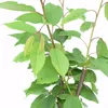 A close-up view of a young cherry tree with green leaves and brown stems against a white background. Náhľad obrázku produktu