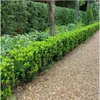 Japonský vrbovec Euonymus japonicus 'Green Spire' Ø7cm, Náhľad obrázku produktu 4