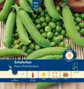 Artikelbild 1 von 'Schalerbse Kleine Rheinländerin' aus der Kategorie Schalerbsensamen Produktbild-Vorschau