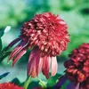 Echinacea Echinacea Hot Papaya 1 pz. piantine di echinacea Anteprima dell’immagine prodotto 1