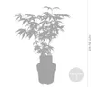 Bloomique - 4er Set - Acer Butterfly - Japanischer Ahorn - Produktbild-Vorschau 3