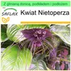 SAFLAX - Garden to go - Kwiat Nietoperza - 10 Nasiona - Z Podgląd zdjęcia produktu 8