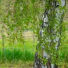 Bakker.com - Hänge-Birke, Der topf / 2L / Lieferhöhe Produktbild-Vorschau 3