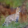 Korsch Kalender 2027 Big Cats Wildlife-Fotografien mit Produktbild-Vorschau 14