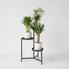 Kleine Zimmerpalmen - 3 Stk - Mini Indoor Palm Mix - Höhe Produktbild-Vorschau 5