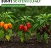 Chili Habanero Mix Samen - sehr scharf - Capsicum chinese - Produktbild-Vorschau 6