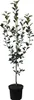 A potted tree with green leaves and a brown trunk against a white background. Produktbild-Vorschau