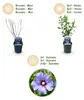 Green boutiQ - Arbustes - Hibiscus syriacus Oiseau Blue - Voir les images du produit 4