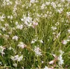 6 x Prachtkerze - Gaura lindheimeri 'Madonna' | Topf 9cm x Anteprima dell’immagine prodotto 2
